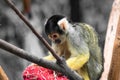 Cute saimiri bolivian squirrel monkey portrait close up playing with christmas hat Royalty Free Stock Photo