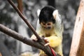 Cute saimiri bolivian squirrel monkey portrait close up playing with christmas hat Royalty Free Stock Photo