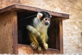 Cute saimiri bolivian squirrel monkey portrait close up Royalty Free Stock Photo
