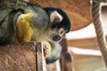 Cute saimiri bolivian squirrel monkey portrait close up Royalty Free Stock Photo