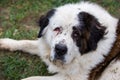 Cute Saint Bernard breed dog laying on the green grass