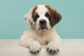 Cute Saint Bernard dog puppy looking at the camera lying down on a white floor on a blue background