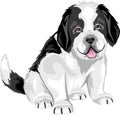 Cute Saint Bernard puppy dog isolated on white