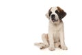 Cute Saint Bernard puppy dog looking at the camera, sitting down on a isolated white background