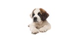Cute Saint Bernard puppy dog lying down on a isolated white background looking away