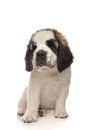 Cute Saint Bernard puppy dog sitting down on a isolated white background