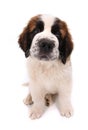 Cute Saint Bernard Puppy on White