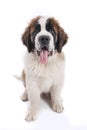 Cute Saint Bernard Purebred Puppy Royalty Free Stock Photo