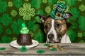 A cute Saint Patrick`s Day Dog. Royalty Free Stock Photo