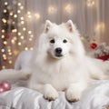 Cute Samoyed dog on the bed in the Christmas decorations