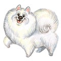 Cute Samoyed dog character funny cartoon illustration