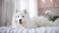 Cute Samoyed dog lying on the bed at home.