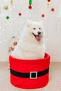 Cute Samoyed dog in a red gift box for Christmas Royalty Free Stock Photo