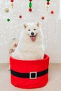 Cute Samoyed dog in a red gift box for Christmas Royalty Free Stock Photo