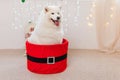 Cute Samoyed dog in a red gift box for Christmas Royalty Free Stock Photo