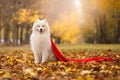 Cute samoyed dog sits in a fairy autumn forest