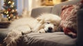 Cute Samoyed dog sleeping on sofa in living room at home Royalty Free Stock Photo