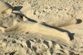 Cute sand sculpture representing a human laying on the beach with face down. Aruba island. Caribbean. Royalty Free Stock Photo