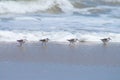 Cute Sandpipers Running Along the Shoreline in the Outer Banks Royalty Free Stock Photo