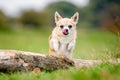 A cute sandy small Chorkie puppy dog jumping over a log