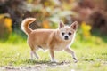 A cute sandy small Chorkie puppy dog looking around in the country