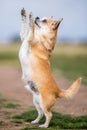 A cute sandy small Chorkie puppy dog standing on its hind legs