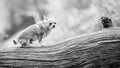 A cute sandy small Chorkie puppy dog standing on a log branch or fallen tree