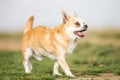 A cute sandy small Chorkie puppy dog standing on rough grass