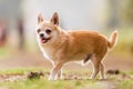 A cute sandy small Chorkie puppy dog standing on a rough ground smiling