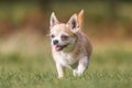 A cute sandy small Chorkie puppy dog walking in the country