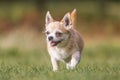 A cute sandy small Chorkie puppy dog walking in the country Royalty Free Stock Photo