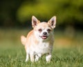 A cute sandy small Chorkie puppy dog walking over grass toward the camera Royalty Free Stock Photo
