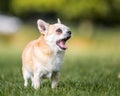 A cute sandy small Chorkie puppy dog yawning or barking in a field