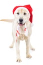 Cute santa claus labrador retriever dog standing Royalty Free Stock Photo