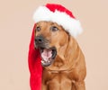 Cute santa dog with christmas cap Royalty Free Stock Photo