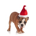 Cute santa english bulldog picks up a scent Royalty Free Stock Photo