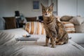 A cute Savannah cat on a couch Royalty Free Stock Photo