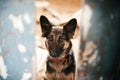 Cute scared dog looking from cage bars at old shelter, waiting for someone to adopt. Little german shepherd puppy at shelter in