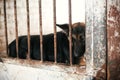 Cute scared dog looking from cage bars at old shelter, waiting for someone to adopt. Little german shepherd puppy at shelter in