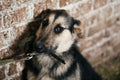 Cute scared dog looking from cage in old shelter, waiting for someone to adopt. Little german shepherd puppy with sad eyes at