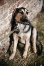 Cute scared dog looking from cage in old shelter, waiting for someone to adopt. Little german shepherd puppy with sad eyes at