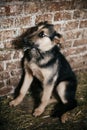 Cute scared dog looking from cage in old shelter, waiting for someone to adopt. Little german shepherd puppy with sad eyes at