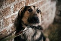 Cute scared dog looking from cage in old shelter, waiting for someone to adopt. Little german shepherd puppy with sad eyes at