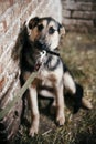 Cute scared dog looking from cage in old shelter, waiting for someone to adopt. Little german shepherd puppy with sad eyes at