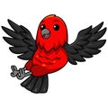 Cute scarlet tanager bird cartoon flying