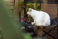 Cute scene with two street cat animal portraits hug each other in garden back yard environment in creative foreshortening through Royalty Free Stock Photo