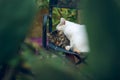 Cute scene with two street cat animal portraits hug each other in garden back yard environment in creative foreshortening through Royalty Free Stock Photo