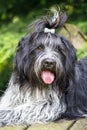 Cute Schapendoes, Dutch Sheepdog