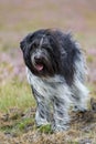 Cute Schapendoes, Dutch Sheepdog