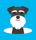 Cute Schnauzer dog on the hole, watching, vector illustration